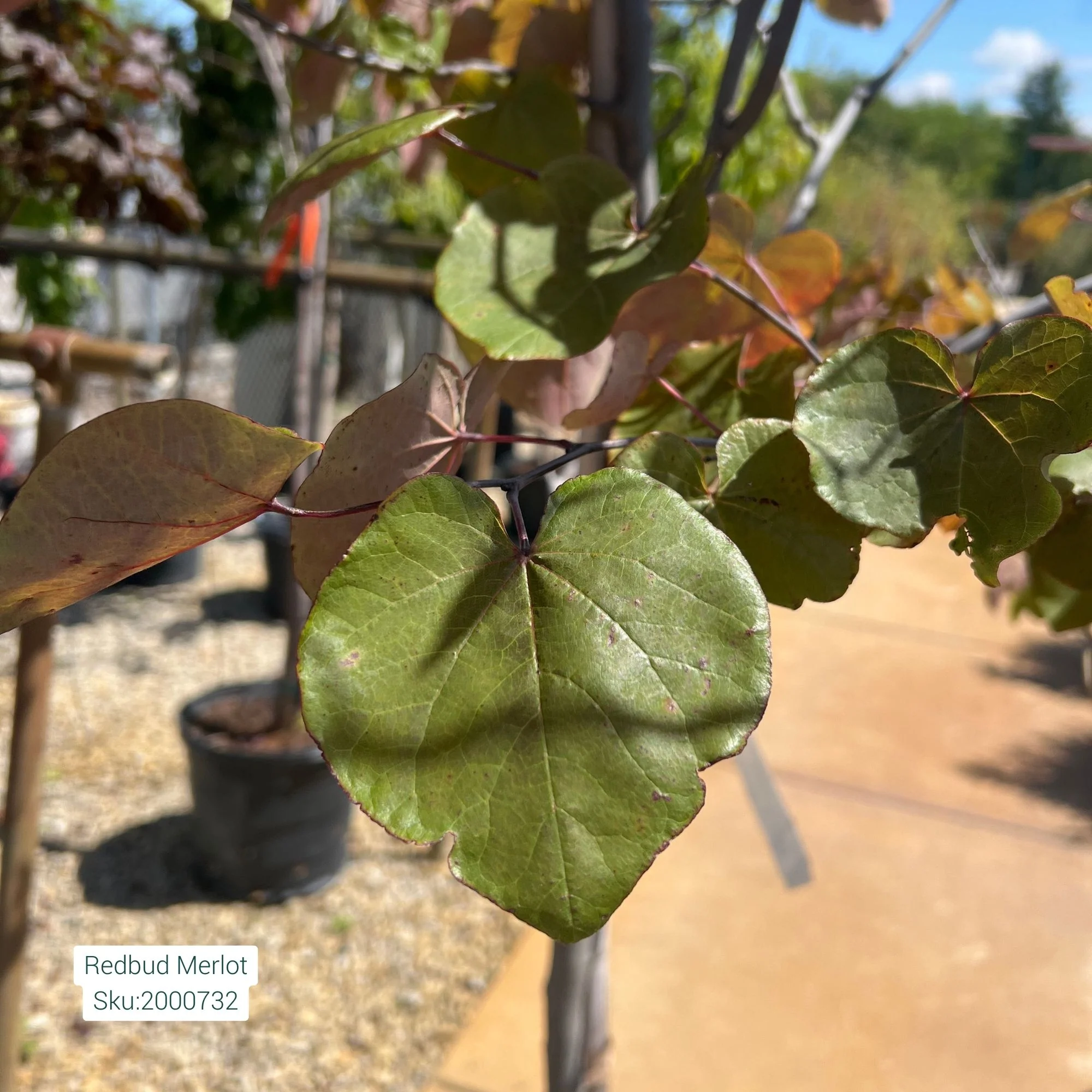 Merlot Redbud Tree, 15 Gal. - Image 3